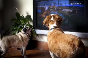 Lanzan Dog TV, el primer canal para perros
