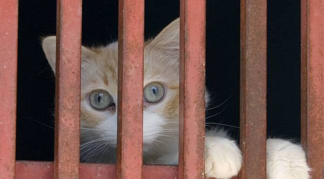 Cómo Nació La Expresión 'Aquí Hay Gato Encerrado'